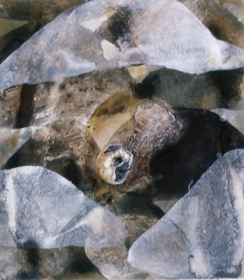 Shell, sitting still -- Annisquam MA #2 Jane Deering Gallery Michael Porter Gouache & pva on paper