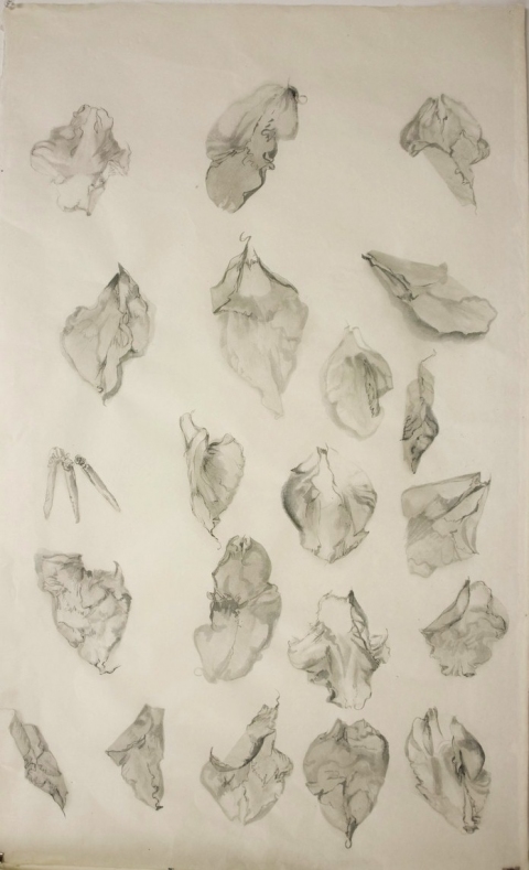 Specere #2 Jane Deering Gallery Mary Heebner Archival pigment print, ink, pencil on Bhutan daphne paper
