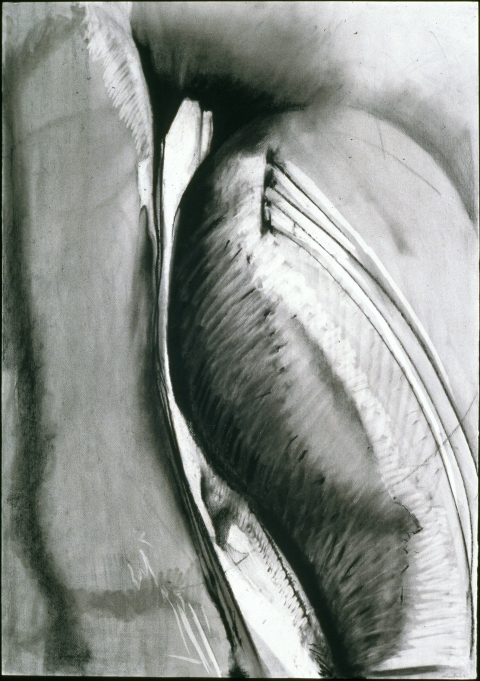 Botany I Jane Deering Gallery Mary Heebner Charcoal, graphite, ink on paper