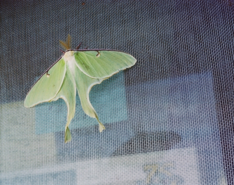 Untitled #5 (Luna Moth) Jane Deering Gallery Stephanie Cardon Archival Inkjet Print on Hahnemuhle Photo Rag Bright White from a 4x5 inch negative