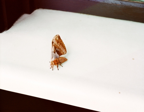 Untitled #1 (Polyphemus Moth) Jane Deering Gallery Stephanie Cardon Archival Inkjet Print on Canson Watercolor Paper from a 4x5 inch negative