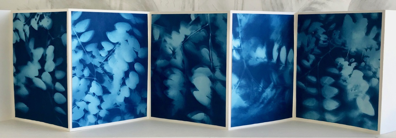 Locust, Cape Ann #2 (close-up view) Jane Deering Gallery Gloucester, Cape Ann | of time and place Cyanotype