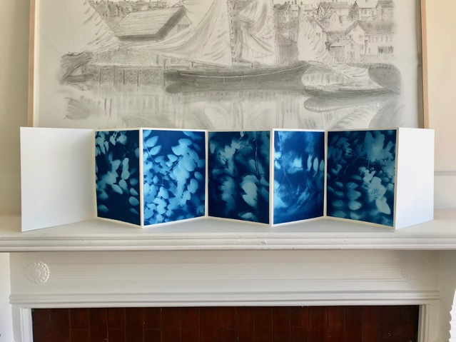 Locust, Cape Ann #2 Jane Deering Gallery Gloucester, Cape Ann | of time and place Cyanotype