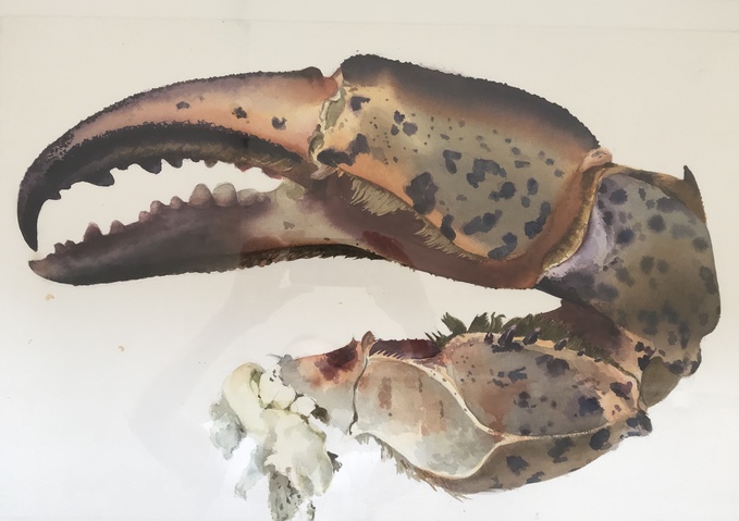 Crab Claw, Cambridge Beach Jane Deering Gallery Gloucester, Cape Ann | of time and place Watercolor