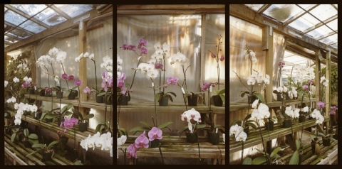 Santa Barbara Orchid Estate Jane Deering Gallery Esther Pullman C-print