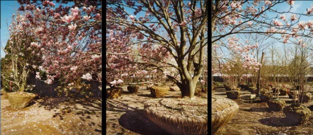 Marder’s Nursery, Magnolias, East Hampton NY Jane Deering Gallery Esther Pullman Digital C-print