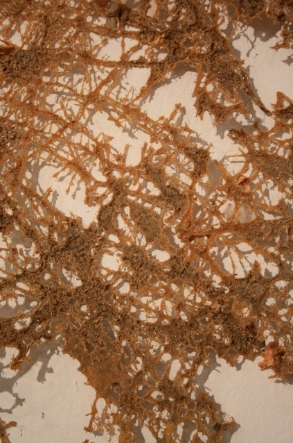 Untitled (detail) Jane Deering Gallery Exhibition: MFA candidates . UCSB & UCDavis Sawdust, glue