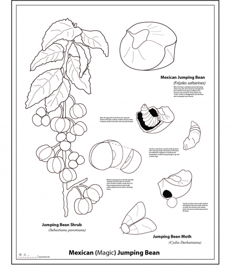 Mexican (magic) Jumping Bean Jane Deering Gallery Exhibition: MFA candidates . UCSB & UCDavis Drawing