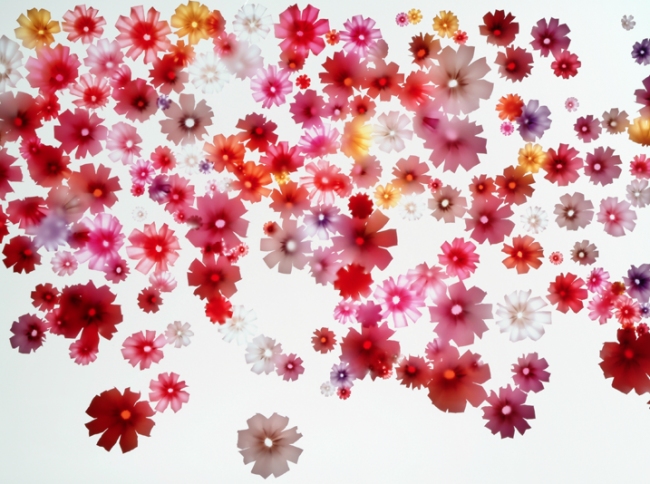 Cosmoses Mixed IX (Positive) Jane Deering Gallery Selection of works Unique Ilfochrome print
