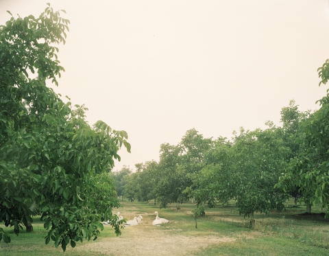 Swans Jane Deering Gallery Youngsuk Suh Archival pigment print