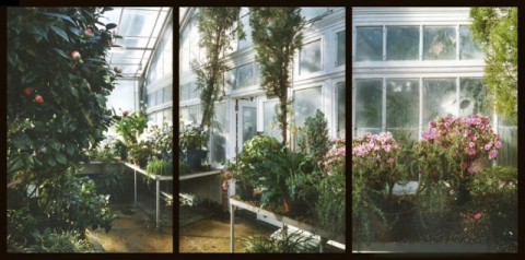 Cypress Jane Deering Gallery Esther Pullman C-print