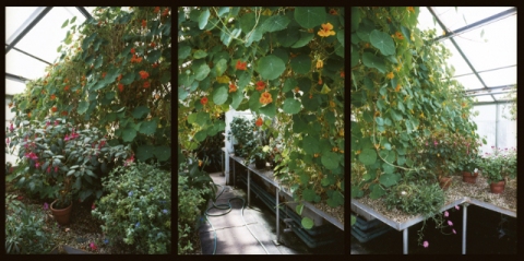 Nasturtiums Arch Jane Deering Gallery Esther Pullman C-print