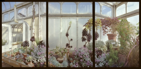 Succulents Jane Deering Gallery Esther Pullman C-print