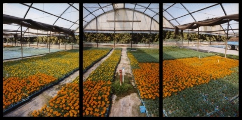 Marigolds, California Jane Deering Gallery Esther Pullman C-print