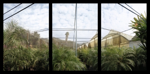 Palm . California Jane Deering Gallery Esther Pullman C-print