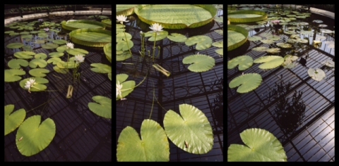 Kew Gardens, UK Jane Deering Gallery Esther Pullman C-print