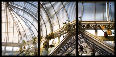 Reynolda Greenhouse, North Carolina Jane Deering Gallery Esther Pullman C-print