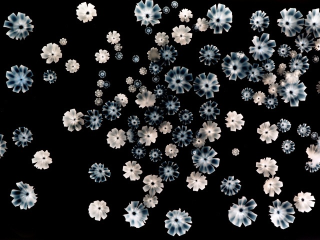 Cosmoses White II (Negative) Jane Deering Gallery Selection of works Unique Ilfochrome print on Fuji Crystal Paper