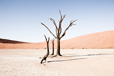Brittle Remains Jane Deering Gallery Exhibition: The Land Has Many Parts . selected images Archival Inkjet Print