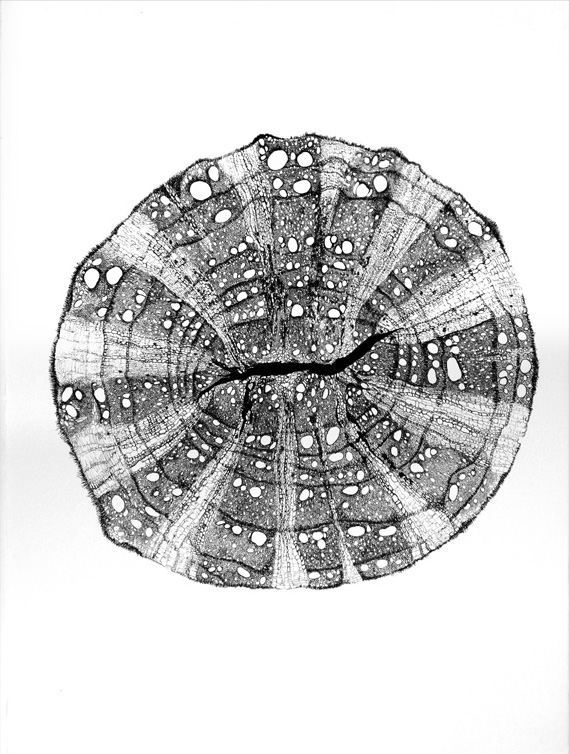 Aristolochia Jane Deering Gallery Exhibition: The Land Has Many Parts . selected images Ink on paper