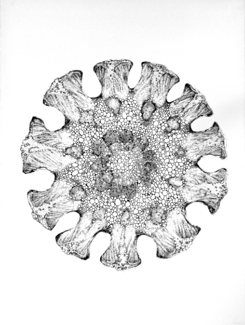 Casuarina Jane Deering Gallery Exhibition: The Land Has Many Parts . selected images Ink on paper
