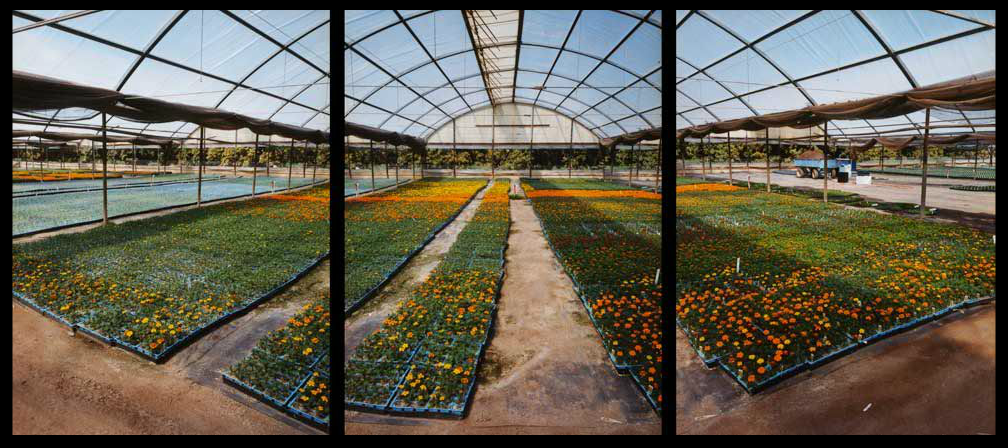 Marigolds, Commercial Nursery, Carpinteria CA Jane Deering Gallery Selected works by California artists Digital C-print (triptych)