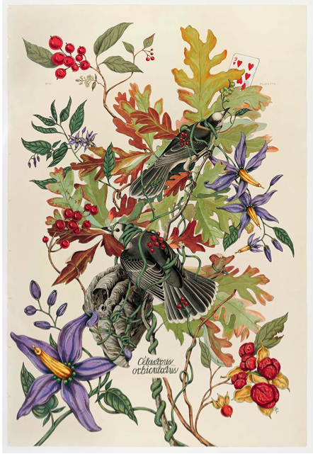 Celastrus orbiculatus Jane Deering Gallery Selected works by California artists Acrylic and ink over Audubon print