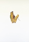25th of October 2013 Jane Deering Gallery Exhibitions Watercolor on paper