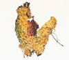 25th of October 2013 (close-up) Jane Deering Gallery Exhibitions Watercolor on paper
