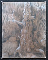 Knarly Tree 03 Jane Deering Gallery Exhibitions Dry Pigment, Graphite, and Gouache on Stonehenge paper