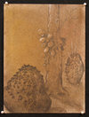Knarly Tree 09 Jane Deering Gallery Exhibitions Dry Pigment, Graphite, and Gouache on Stonehenge paper