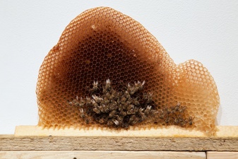 Jane McMahan Collapse Drop Bar with Hive and Bees