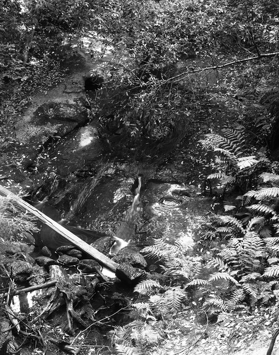 Big Basin Landscape Jennifer Leigh Wright Song Backyard Magic 4x5 Black and White Film