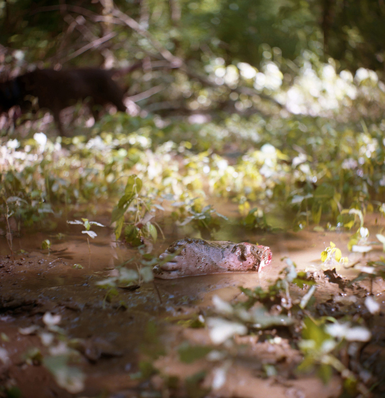Landscapes, Runners and Hikers (image #2) Jennifer Leigh Wright Song Landscapes