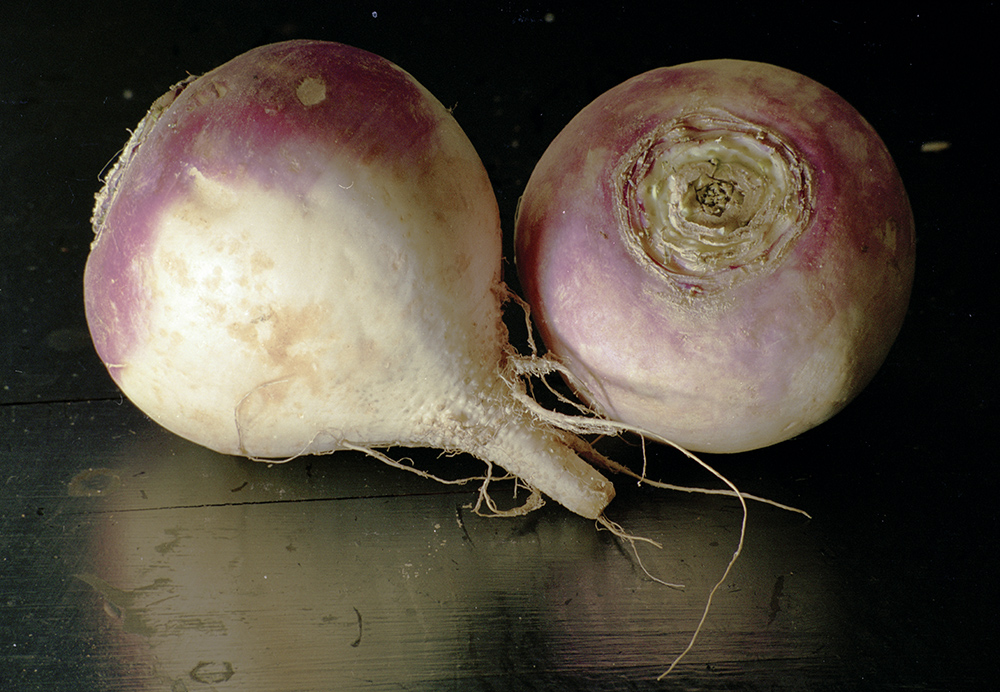 Radish Jennifer Leigh Wright Song Early Artwork