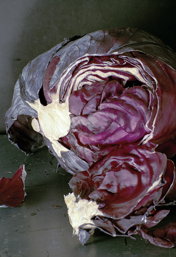 Cabbage Jennifer Leigh Wright Song Early Artwork