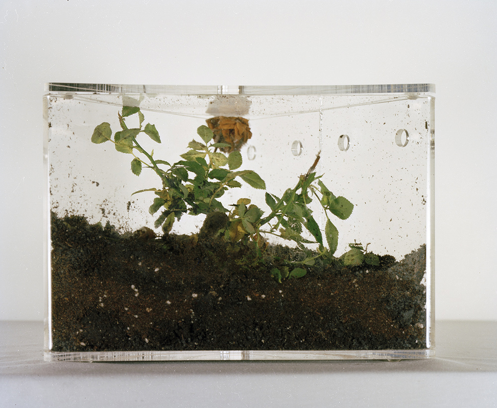 Plant Study- Rose Jennifer Leigh Wright Song Early Artwork