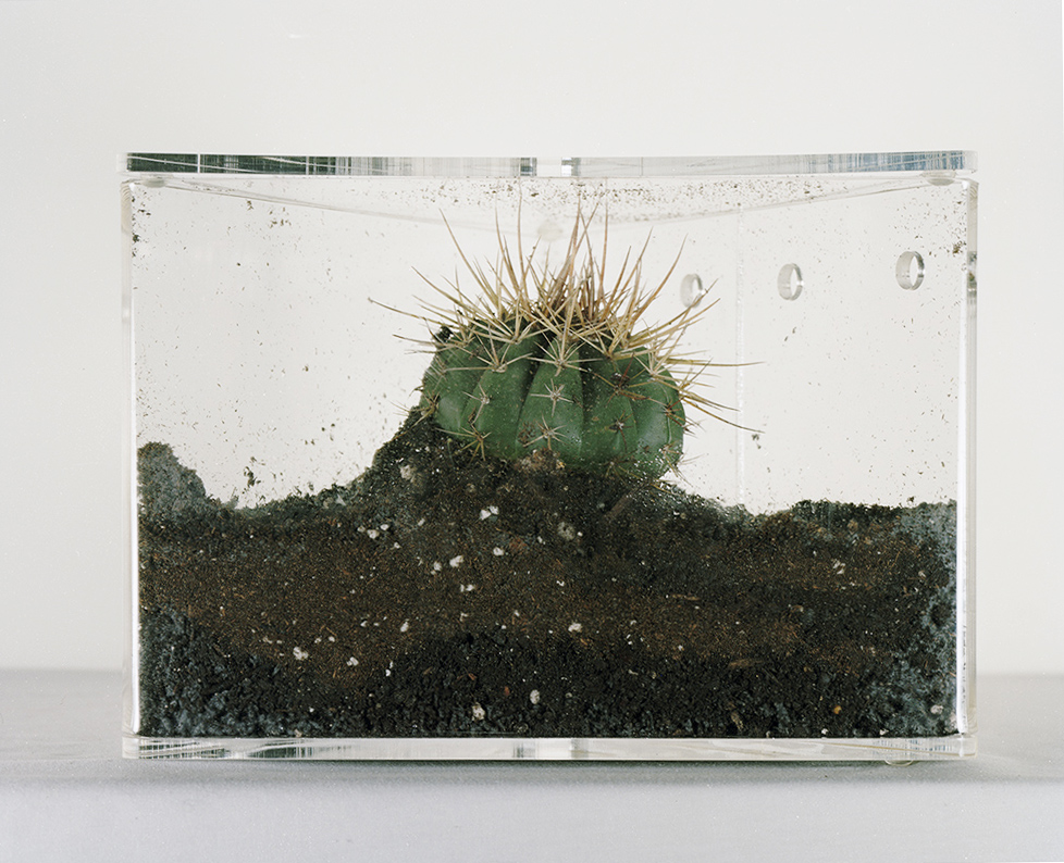 Plant Study- Cactus Jennifer Leigh Wright Song Early Artwork