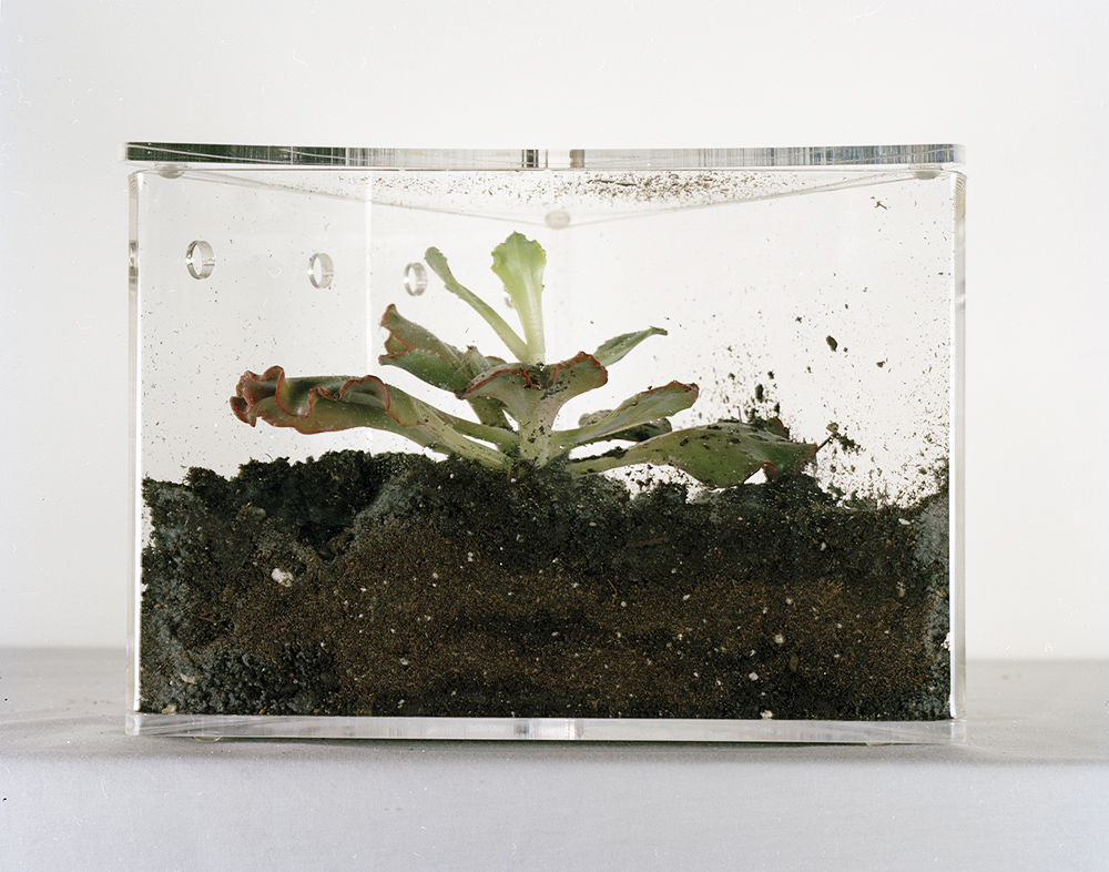 Plant Study- Succulent Jennifer Leigh Wright Song Early Artwork