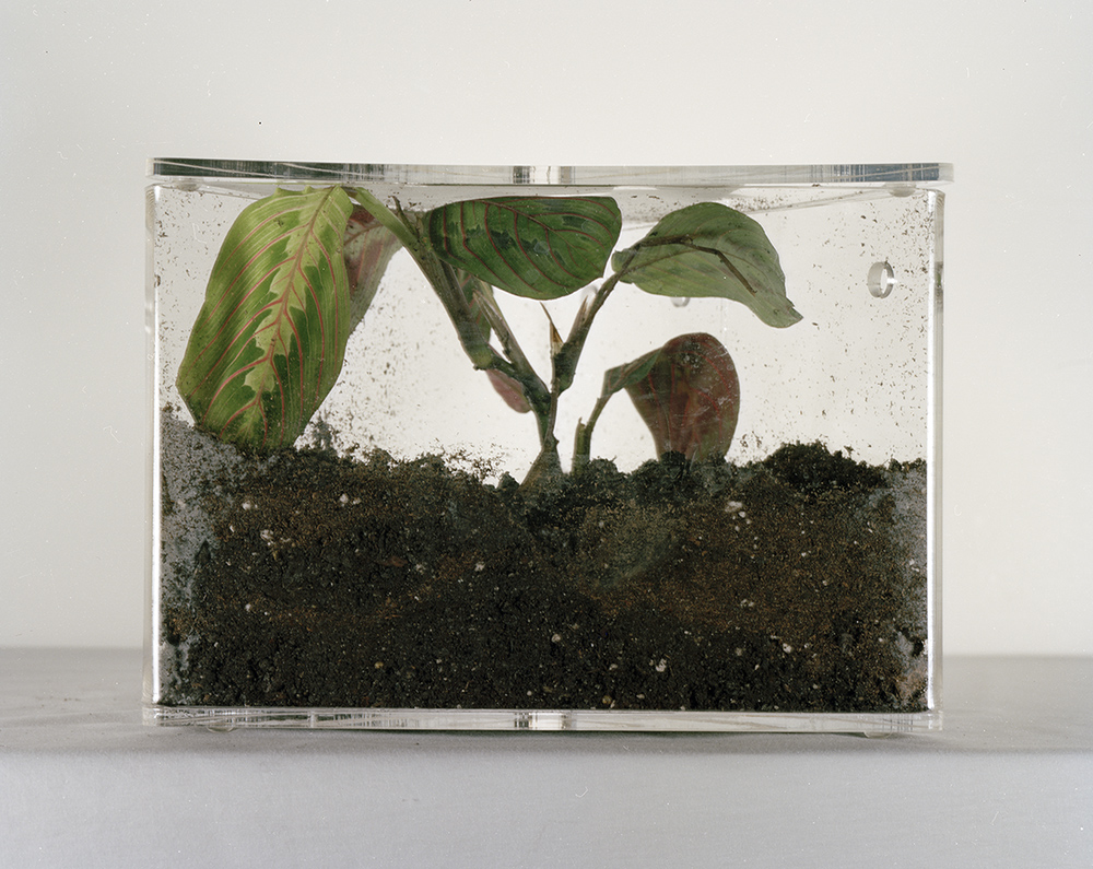 Plant Study- Florida Foliage Jennifer Leigh Wright Song Early Artwork