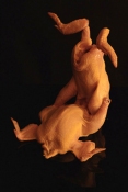 Jeph Gurecka Sculpture/Taxidermy Taxidermied Purdue chickens