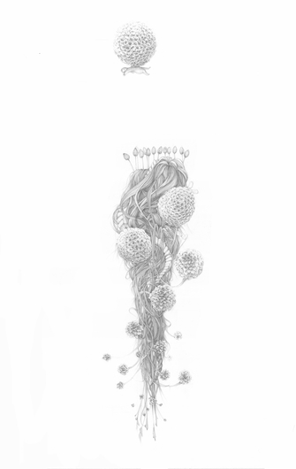 Jillian Dickson  Graphite Drawings: "PRICKLED LILLY PERCH"  Graphite on Paper