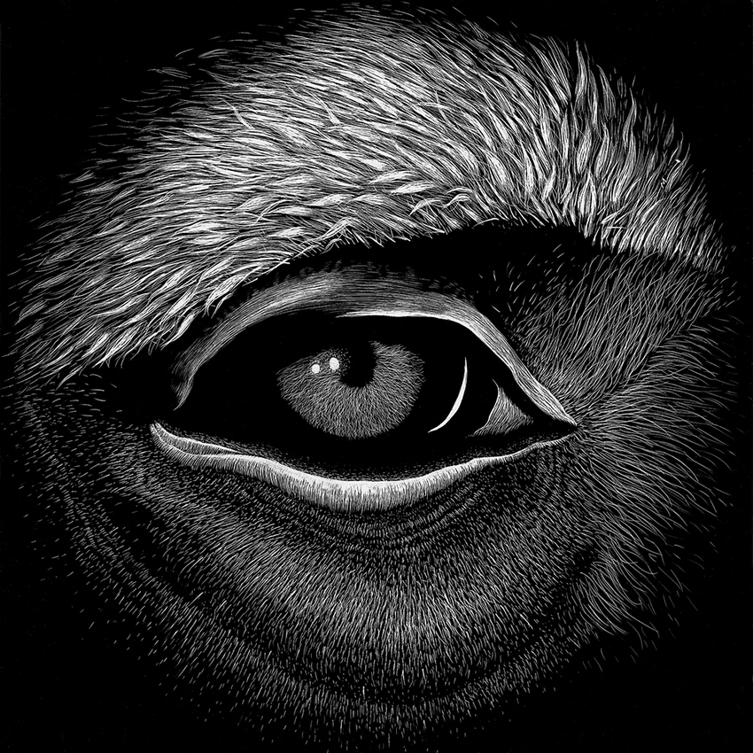 Baboon JON WINDHAM EYES