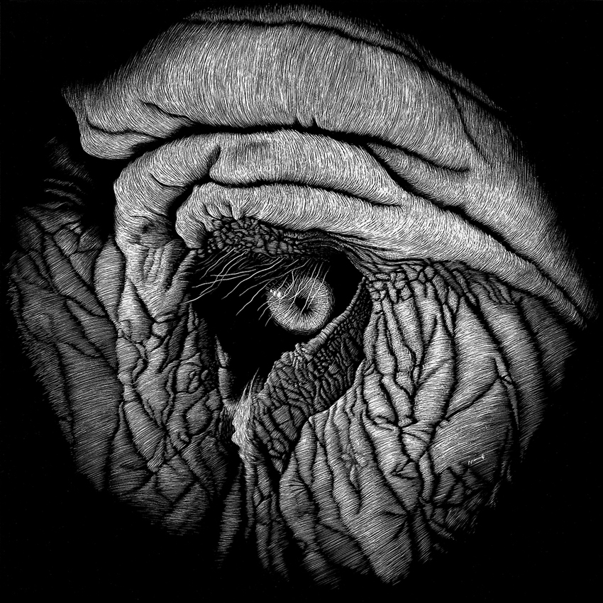 Elephant JON WINDHAM EYES