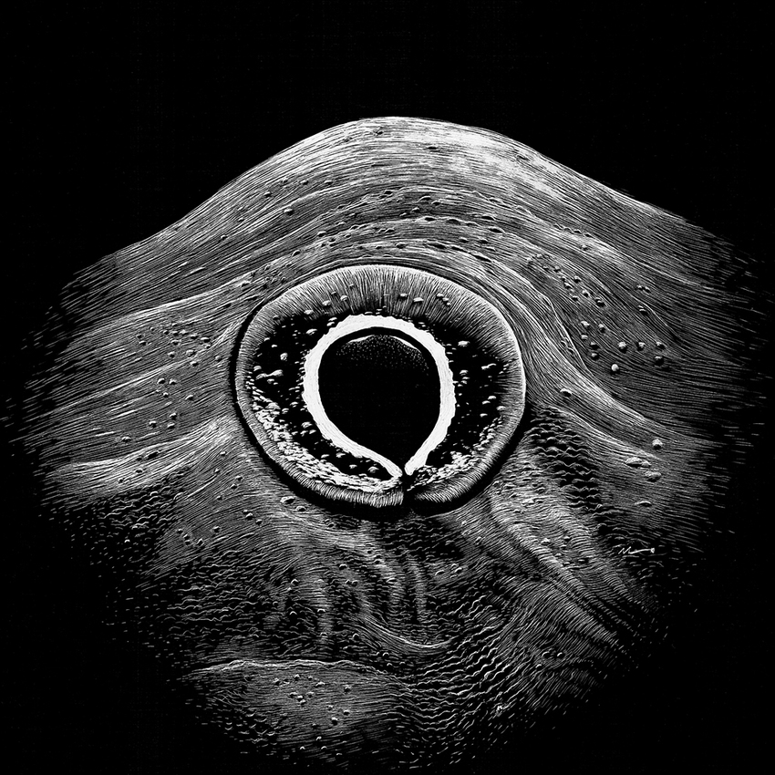 African Dwarf Frog JON WINDHAM EYES