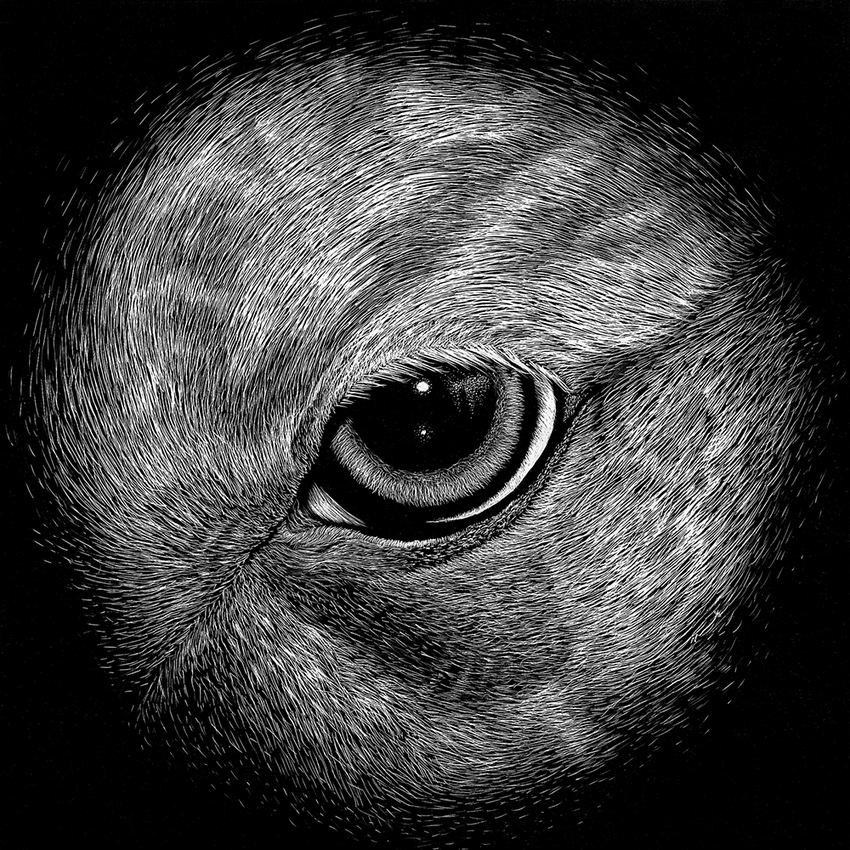 Greyhound JON WINDHAM EYES