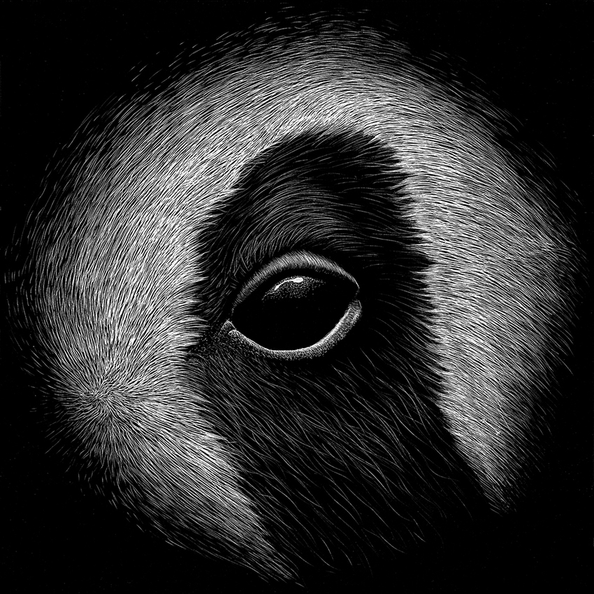 Panda JON WINDHAM EYES