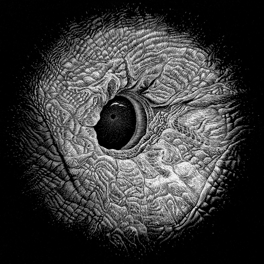 Manatee JON WINDHAM EYES