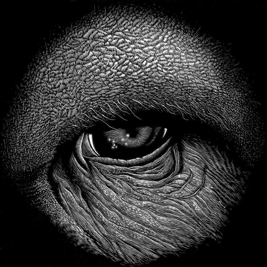 Orangutan JON WINDHAM EYES