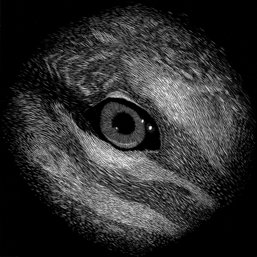 Duck JON WINDHAM EYES